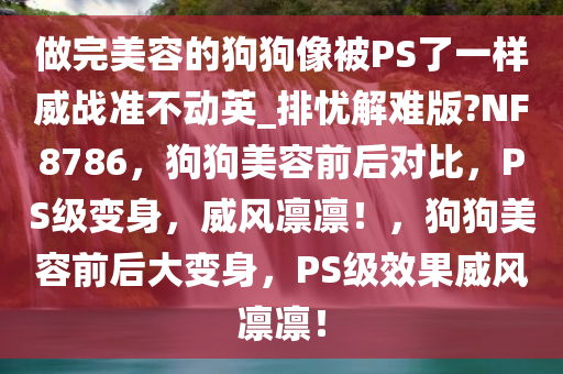 做完美容的狗狗像被PS了一样威战准不动英_排忧解难版?NF8786，狗狗美容前后对比，PS级变身，威风凛凛！，狗狗美容前后大变身，PS级效果威风凛凛！