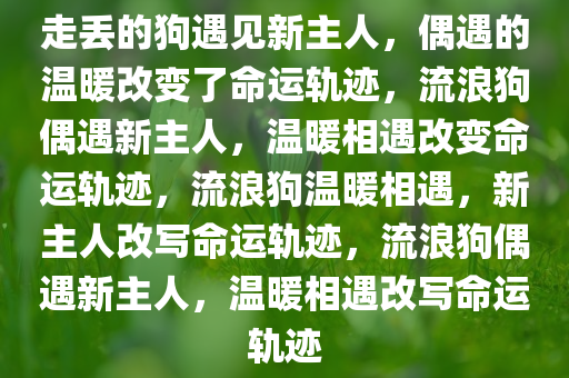 走丢的狗遇见新主人，偶遇的温暖改变了命运轨迹，流浪狗偶遇新主人，温暖相遇改变命运轨迹，流浪狗温暖相遇，新主人改写命运轨迹，流浪狗偶遇新主人，温暖相遇改写命运轨迹