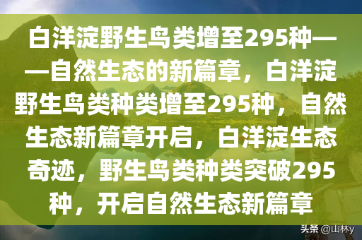 白洋淀野生鸟类增至295种——自然生态的新篇章，白洋淀野生鸟类种类增至295种，自然生态新篇章开启，白洋淀生态奇迹，野生鸟类种类突破295种，开启自然生态新篇章