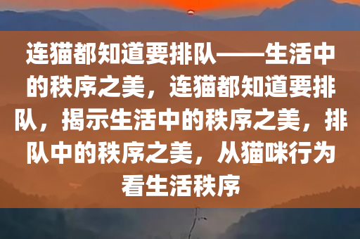 连猫都知道要排队——生活中的秩序之美，连猫都知道要排队，揭示生活中的秩序之美，排队中的秩序之美，从猫咪行为看生活秩序