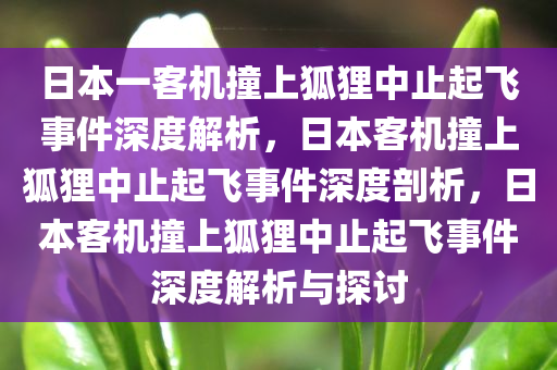 日本一客机撞上狐狸中止起飞事件深度解析，日本客机撞上狐狸中止起飞事件深度剖析，日本客机撞上狐狸中止起飞事件深度解析与探讨